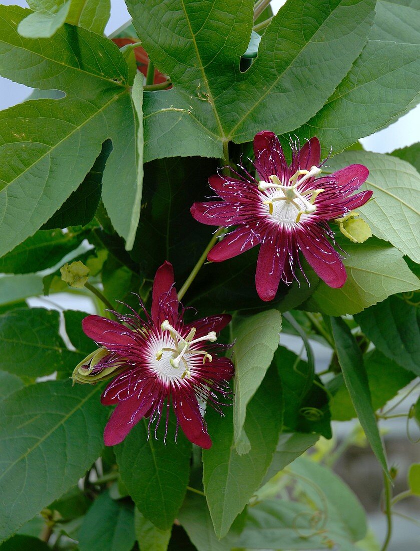 Passion Flower (Passiflora vitifolia)
