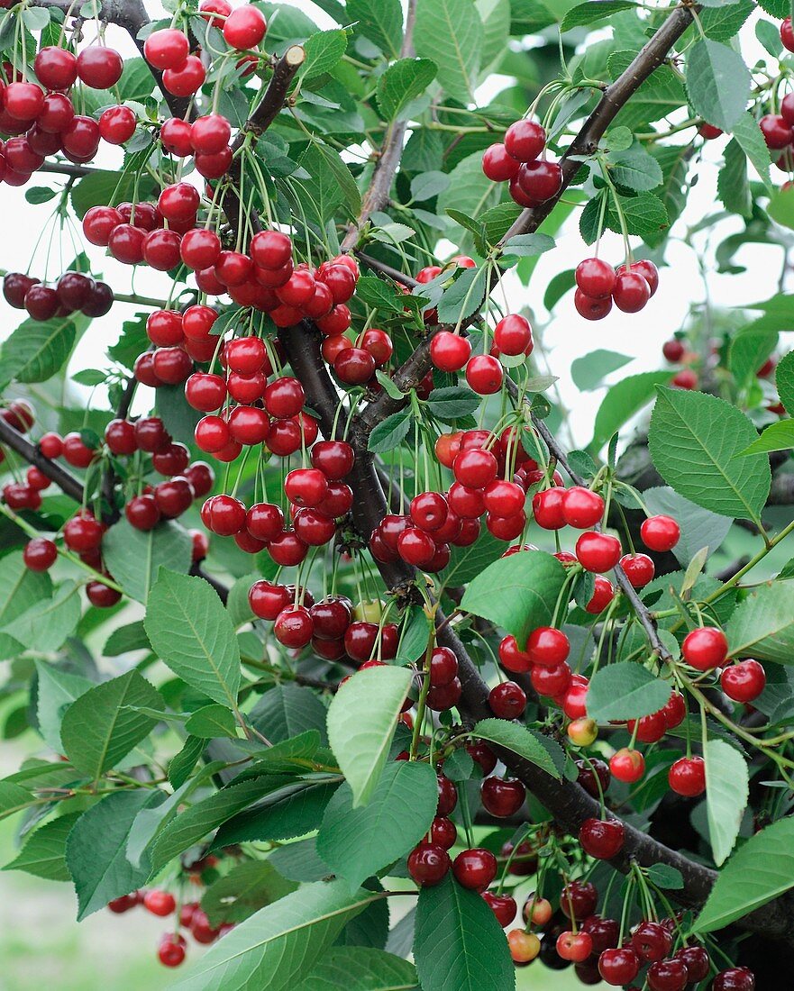 Sour Cherry (Prunus cerasus)