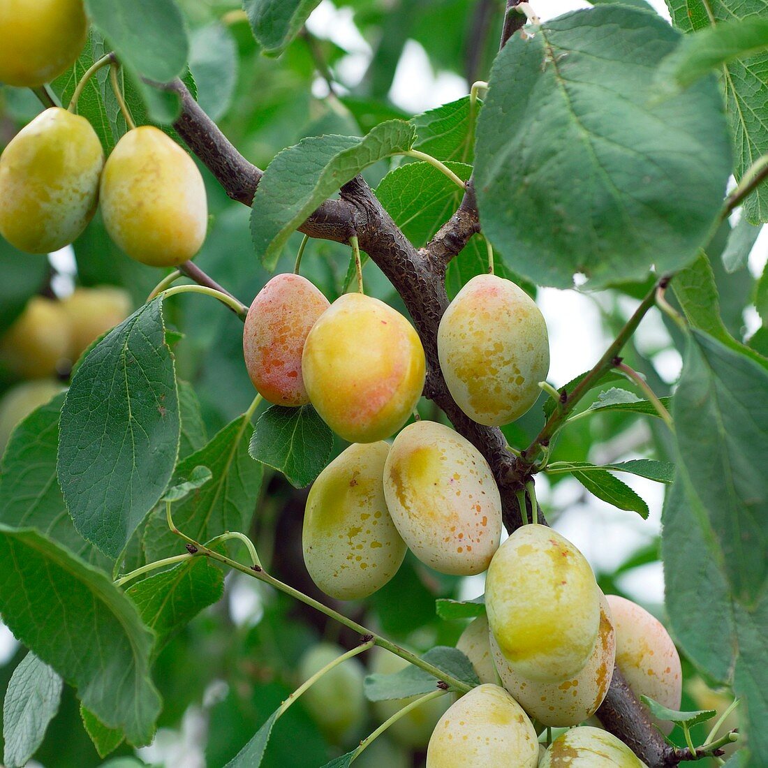 Plum (Prunus domestica 'Tipala')
