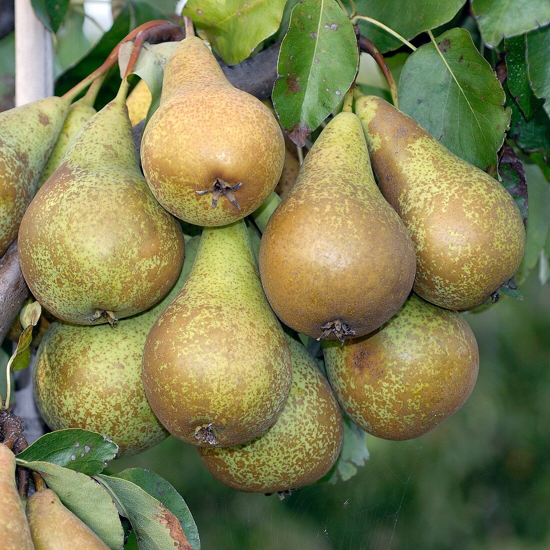 Pear (Pyrus communis 'Conference')