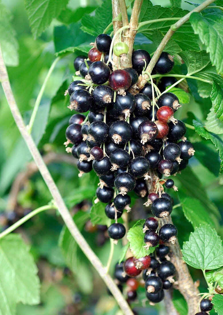 Blackcurrant (Ribes nigrum 'Titania')