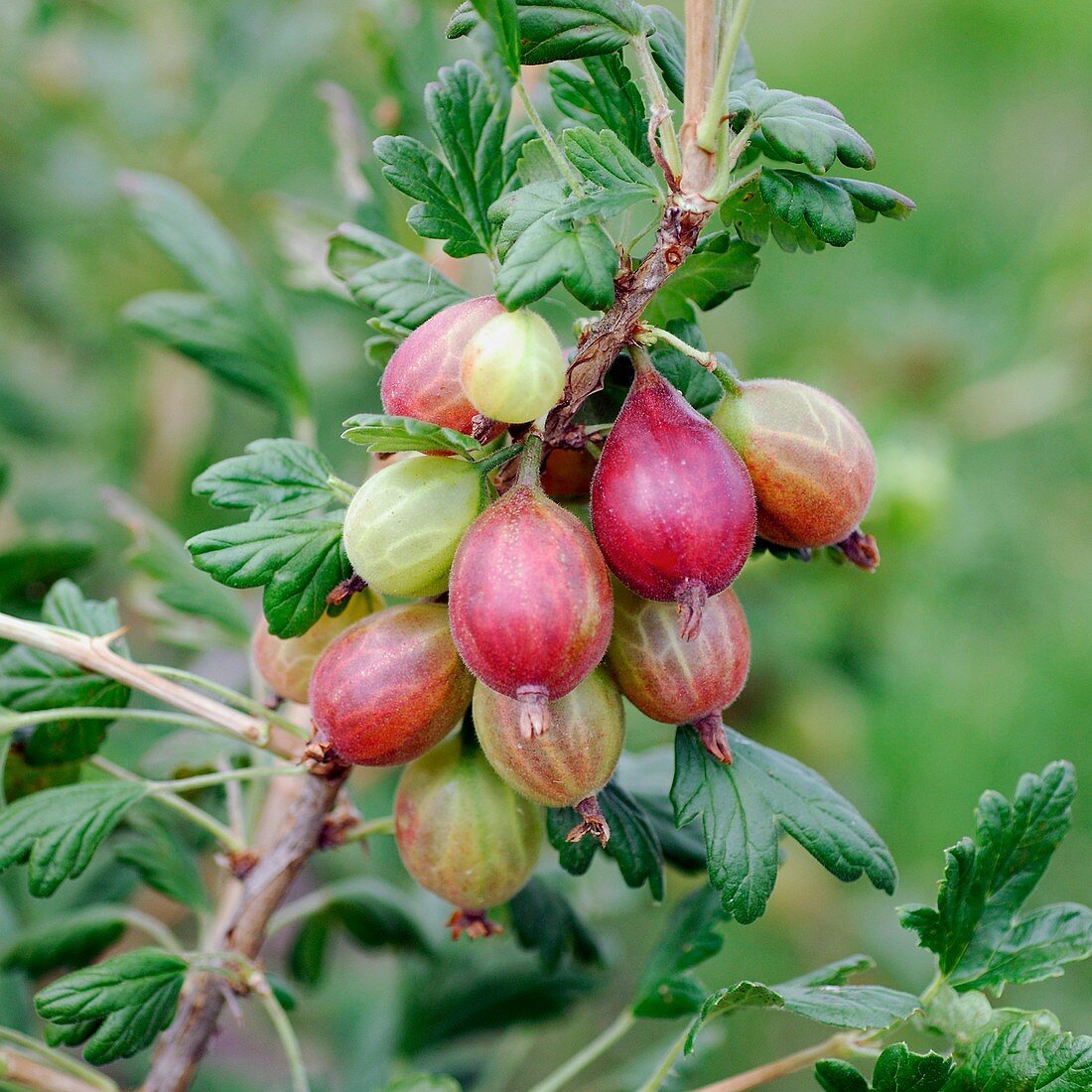 Gooseberry (Ribes uva-crispa 'Rolonda')