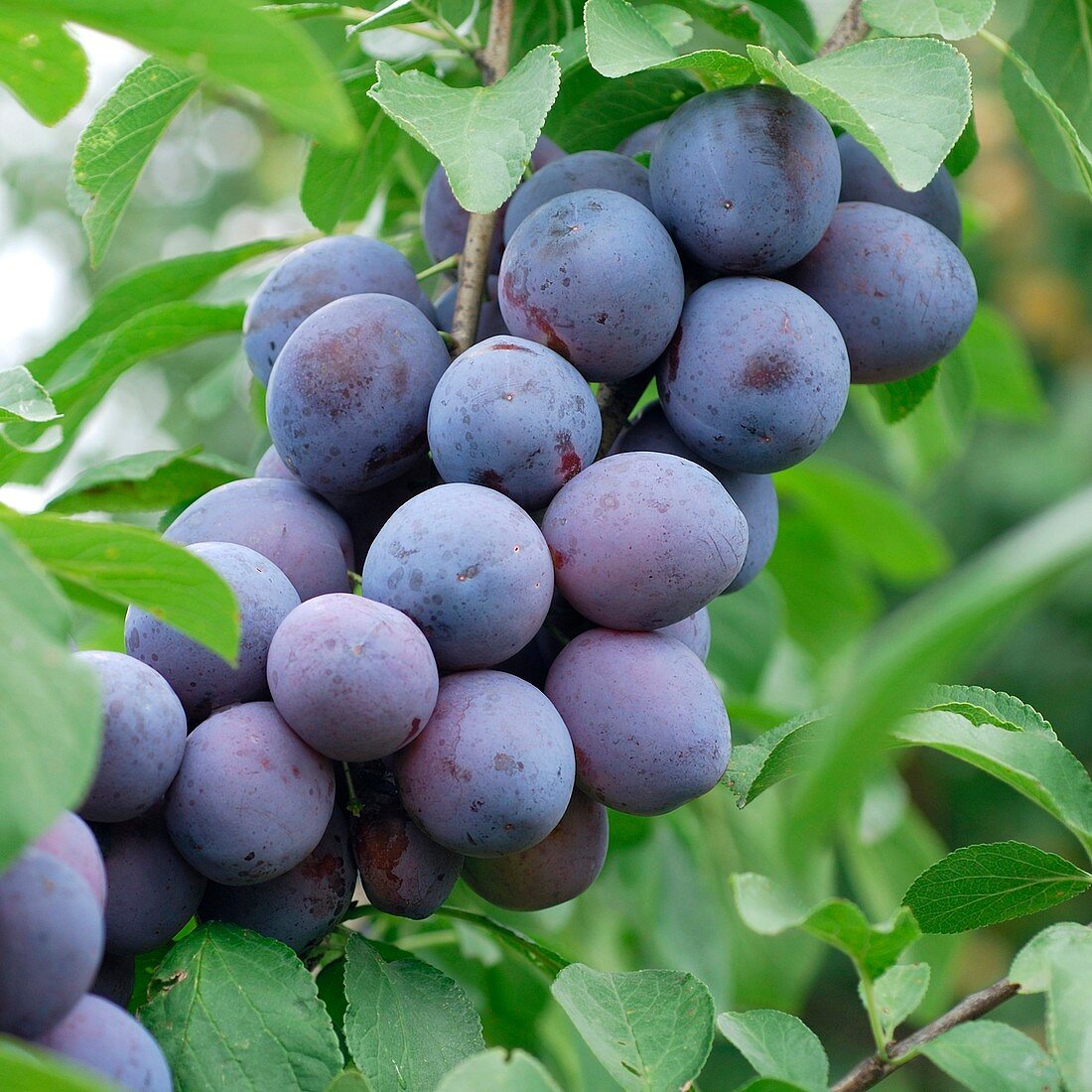 Plum (Prunus domestica 'The Czar')