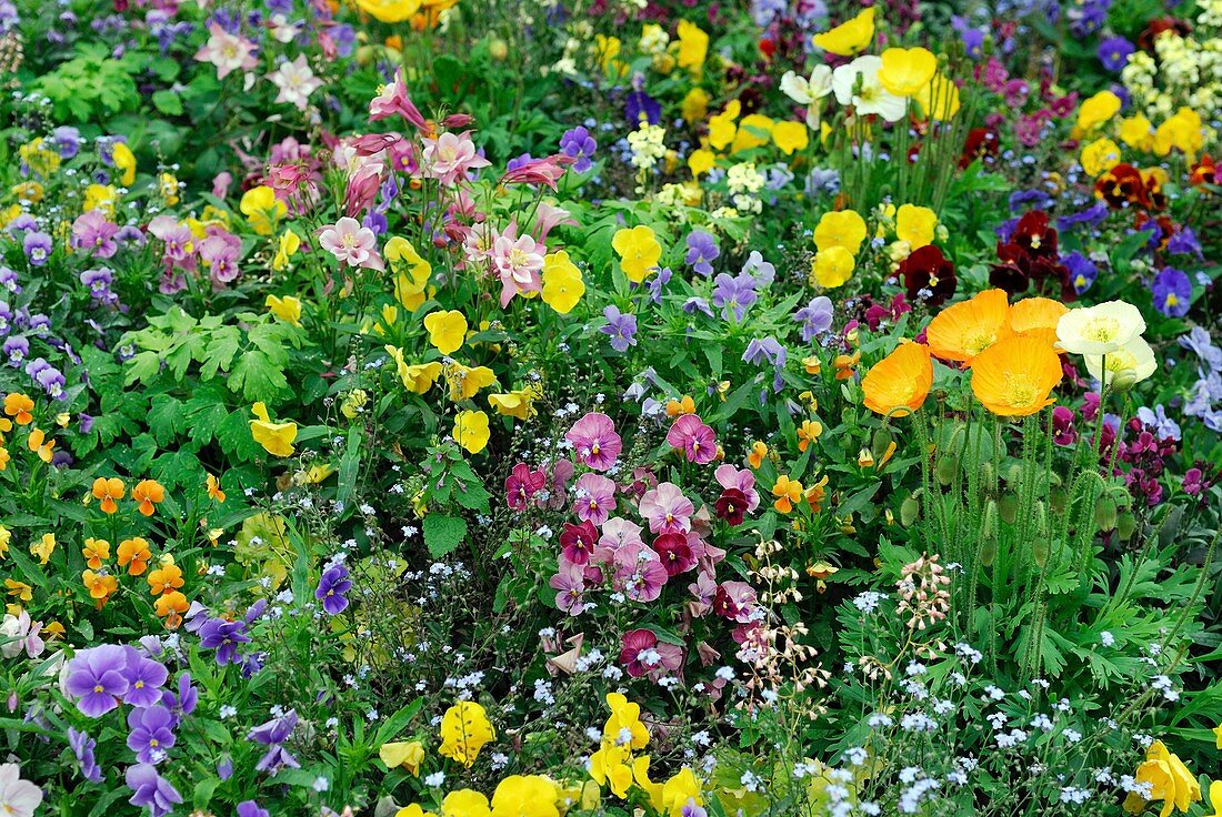 Spring flowerbed