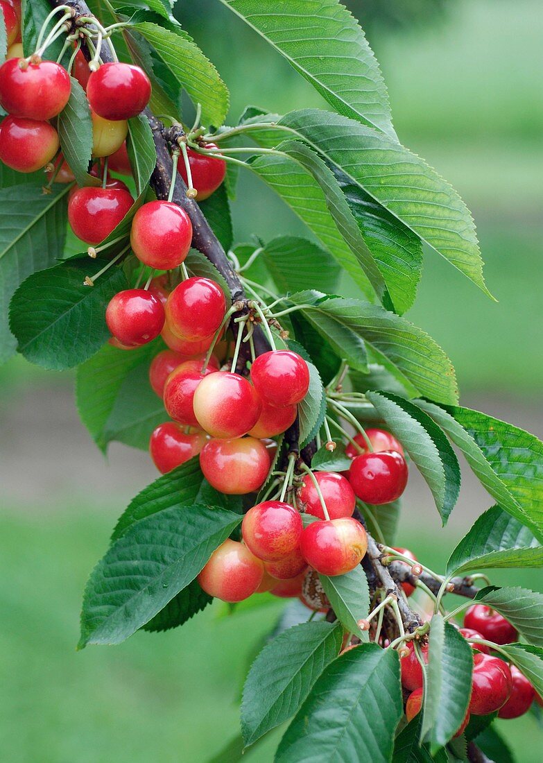 Cherry (Prunus avium 'Rainier')