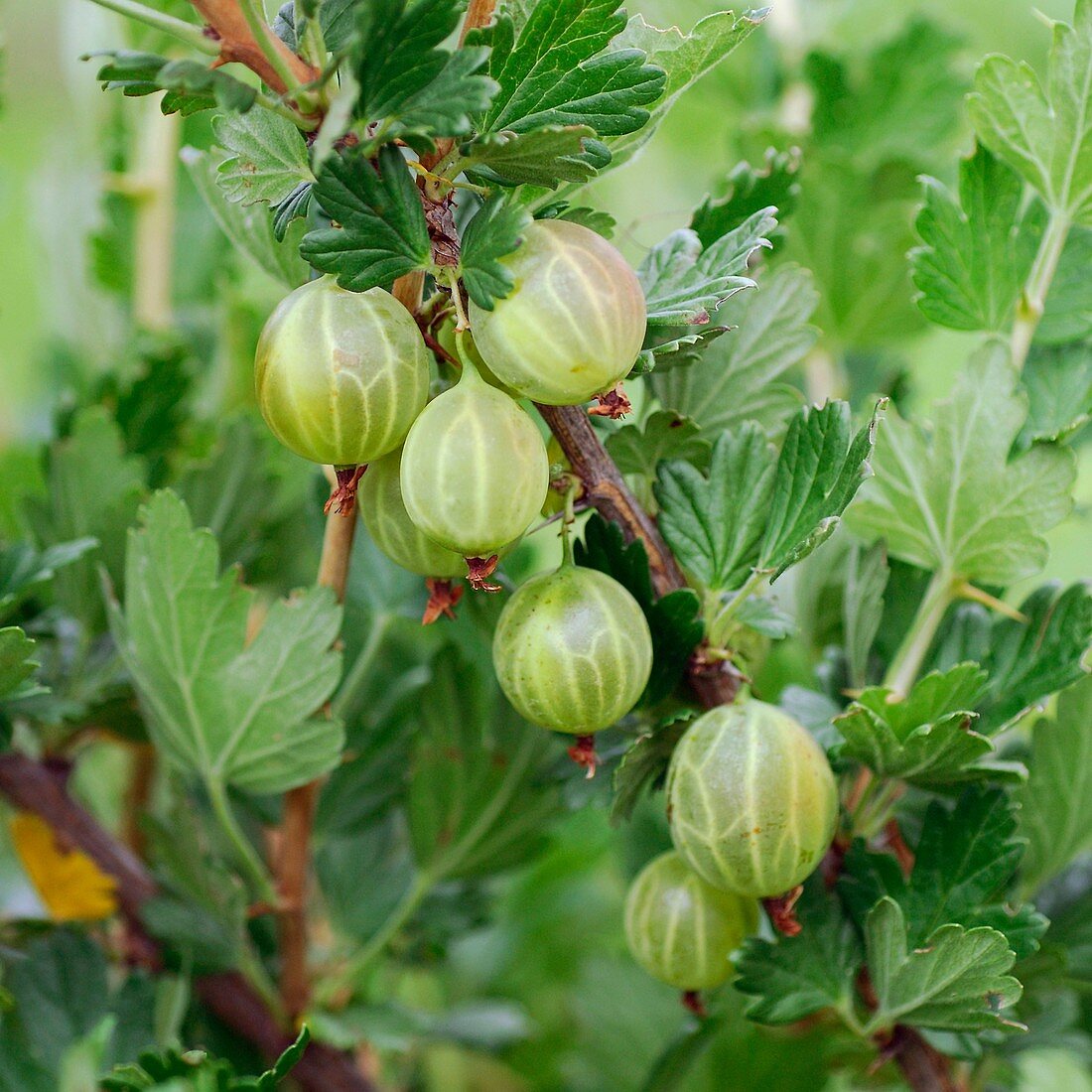 Gooseberry (Ribes uva-crispa 'Mucurines')
