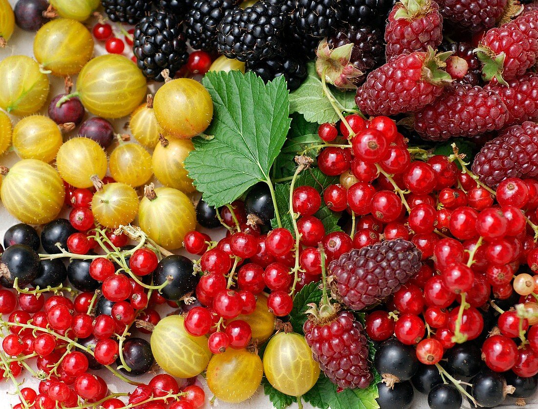 Still life of summer berries