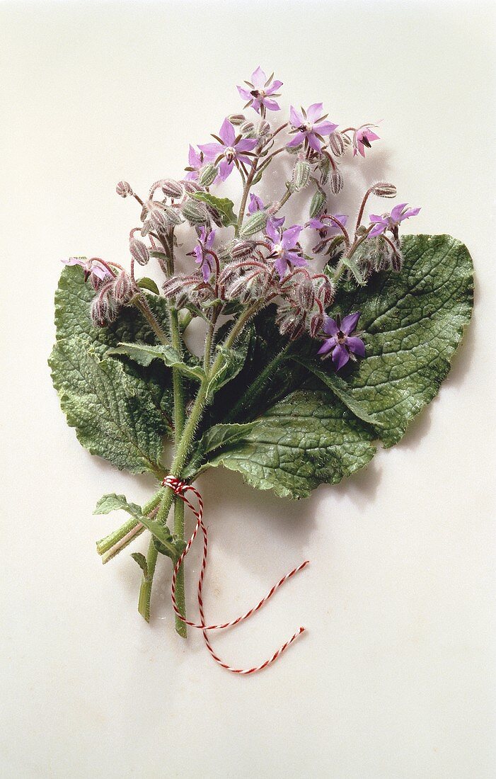 Borage with Blossoms