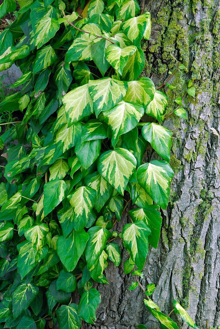 Ivy (Hedera colchica 'Sulphur Heart')