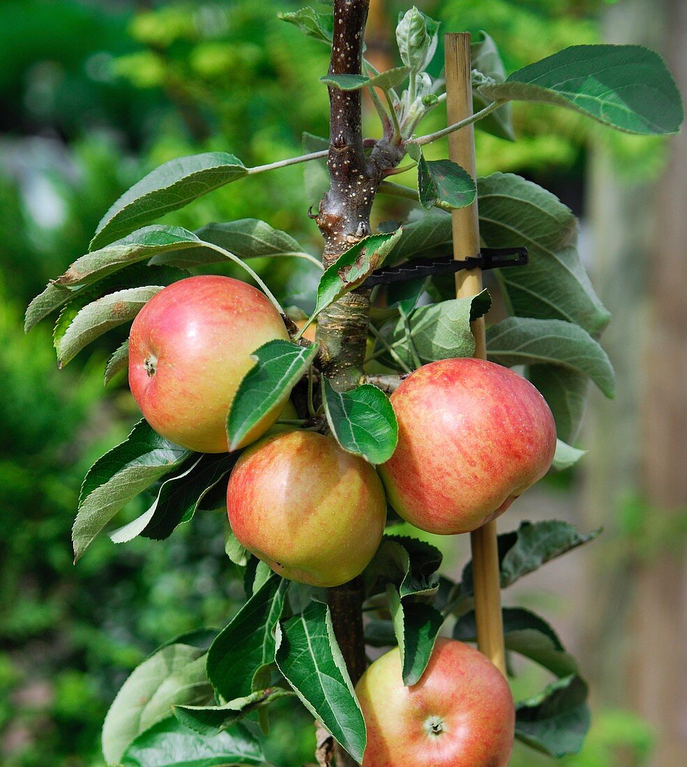 Apple (Malus domestica 'Fire Dance')