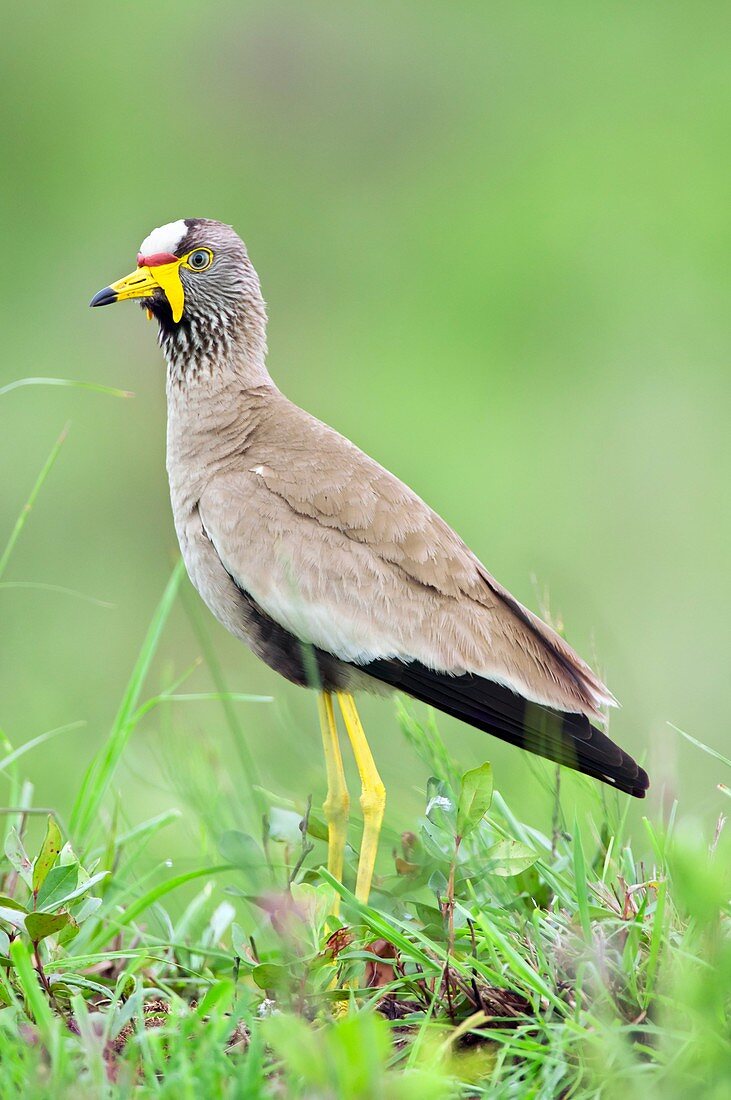 African wattled plover