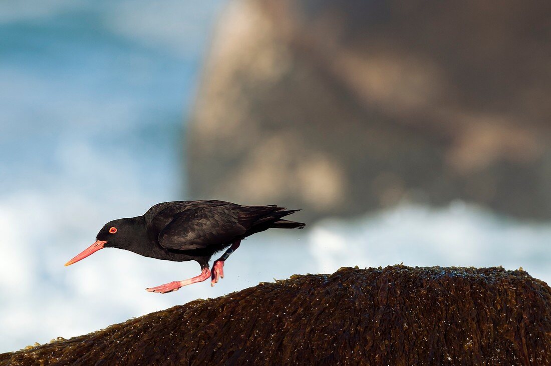 African black oystercatcher taking off