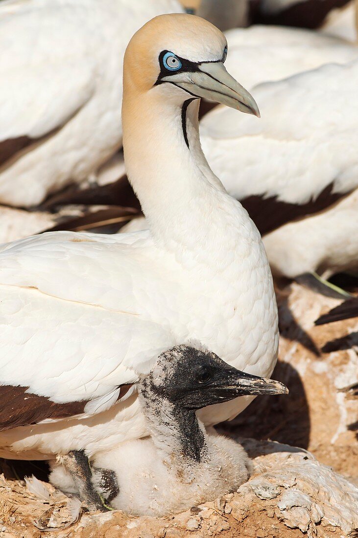 Cape gannet and chick