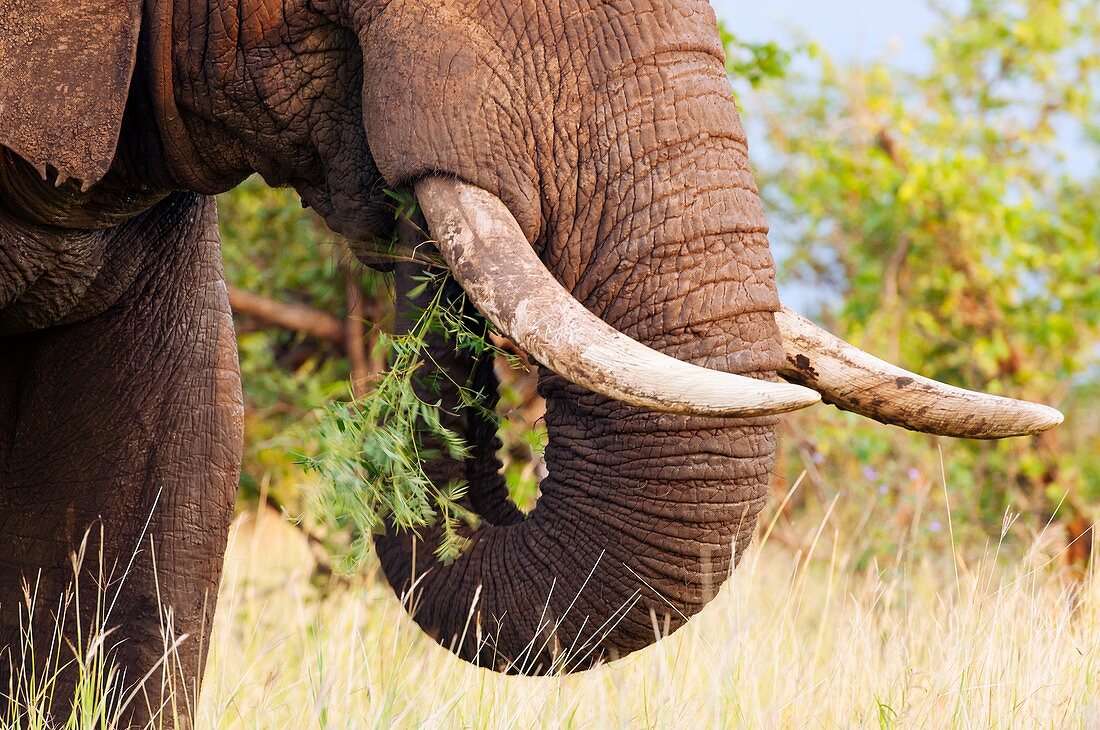 African elephant feeding