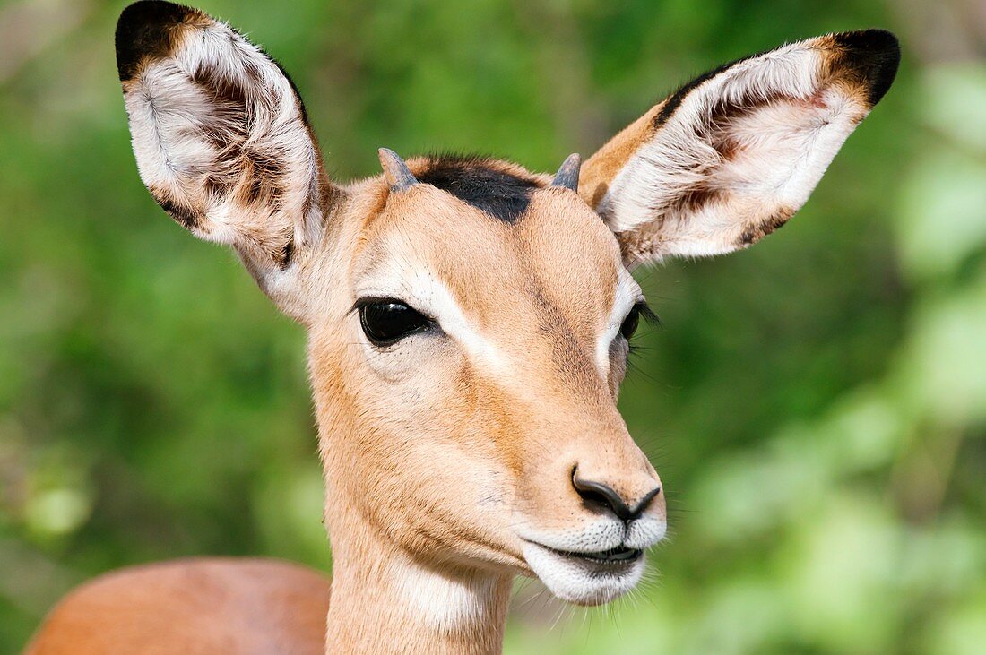 Young impala