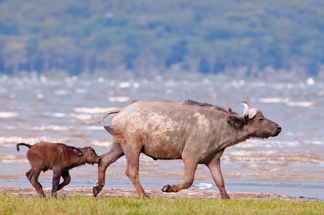 African buffalo and calf