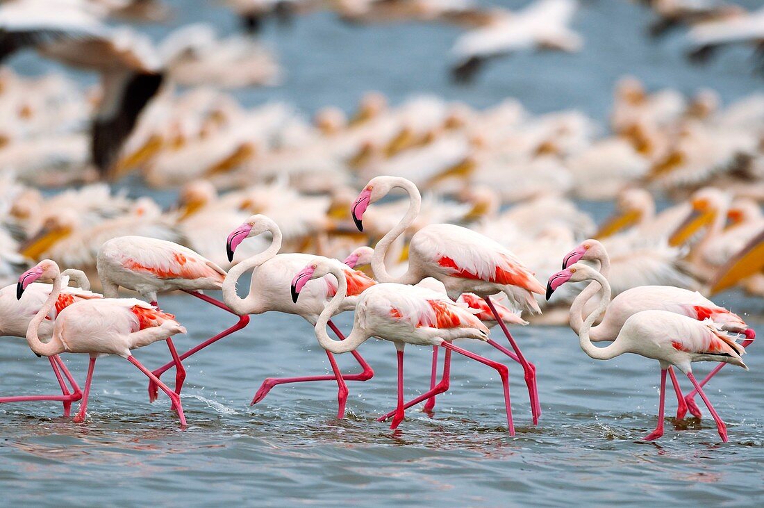 Lesser flamingos in a lake
