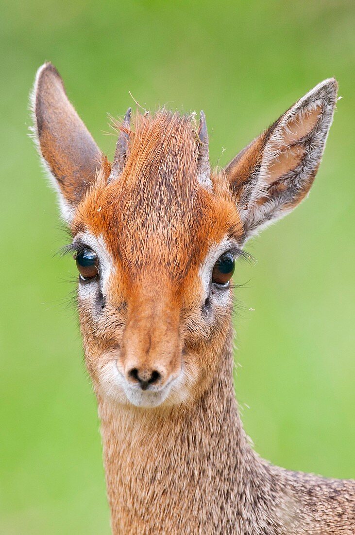 Kirk's dikdik