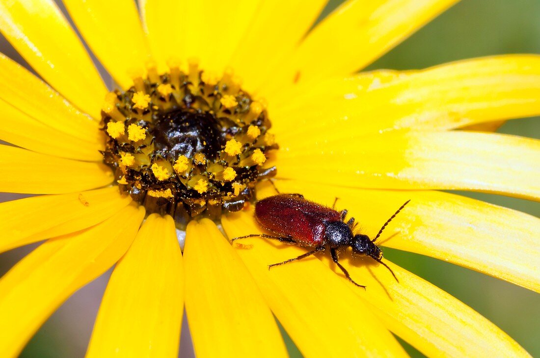 Beetle on yellow daisy flower