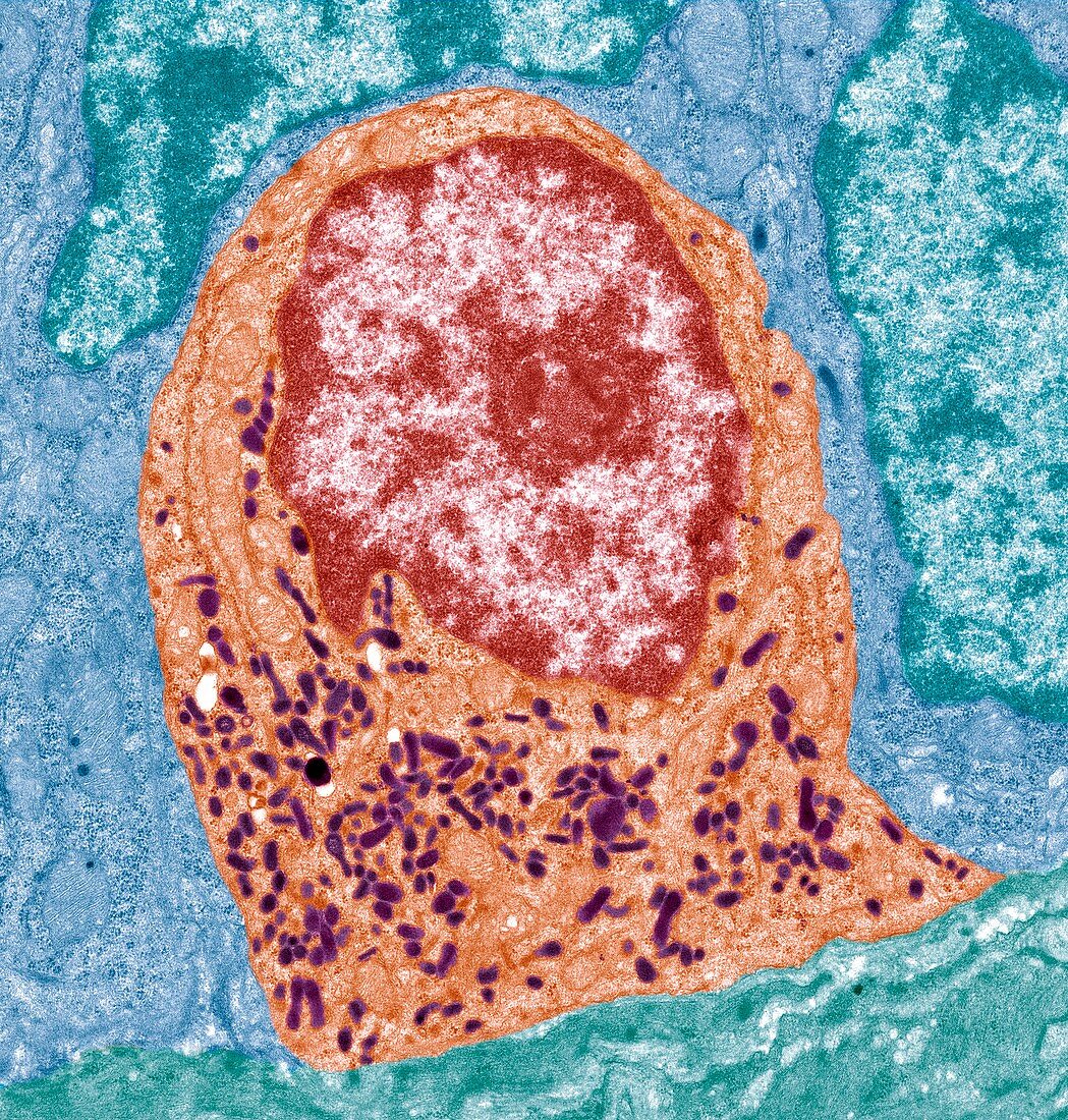 Intestinal endocrine cell,TEM