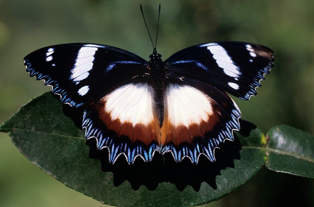 Madagascar diadem butterfly