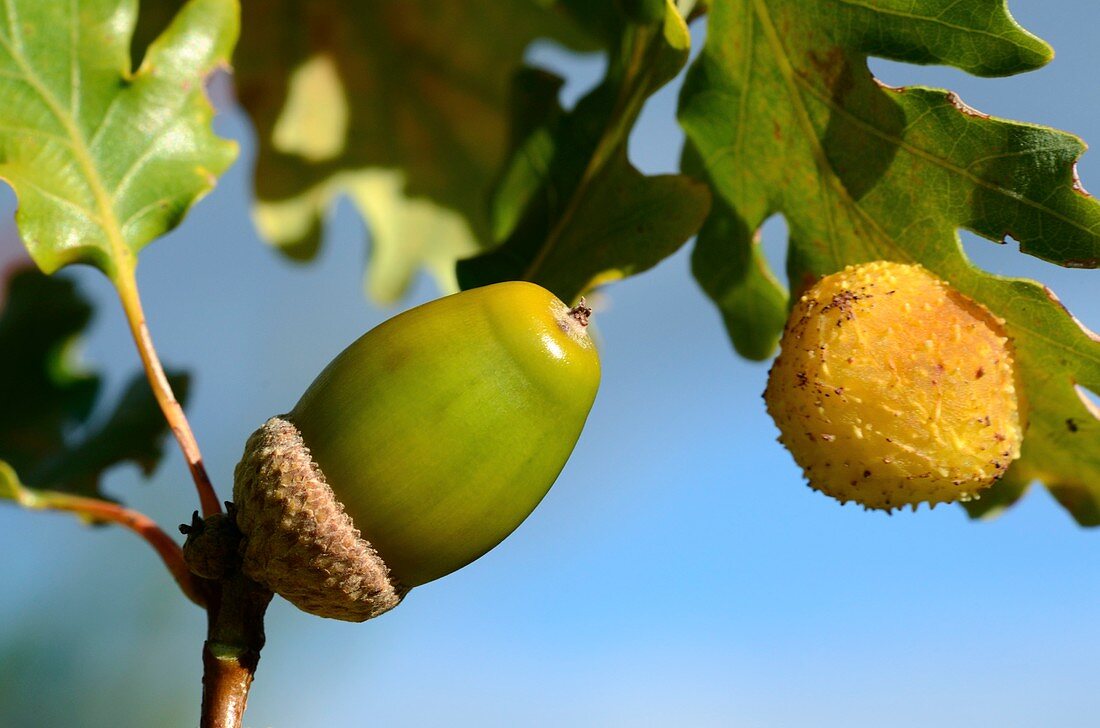 Oak gall and acorn