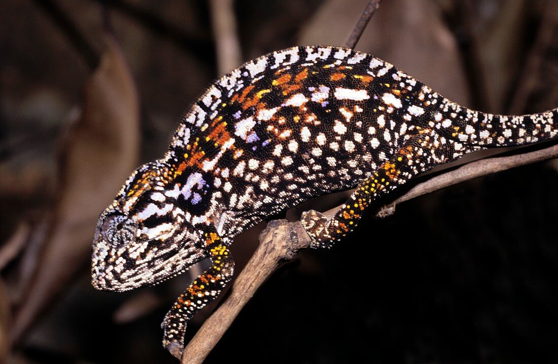 Female minor's chameleon