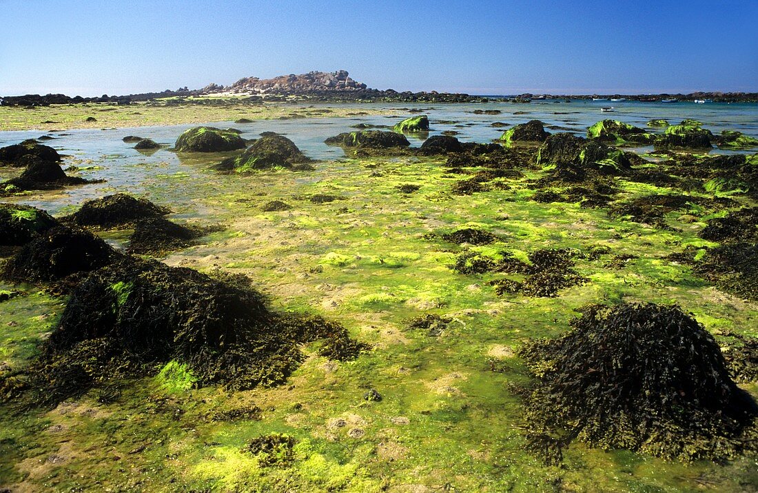 Seaweed-covered coast