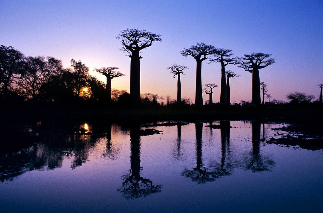 Baobab (Adansonia digitata) trees