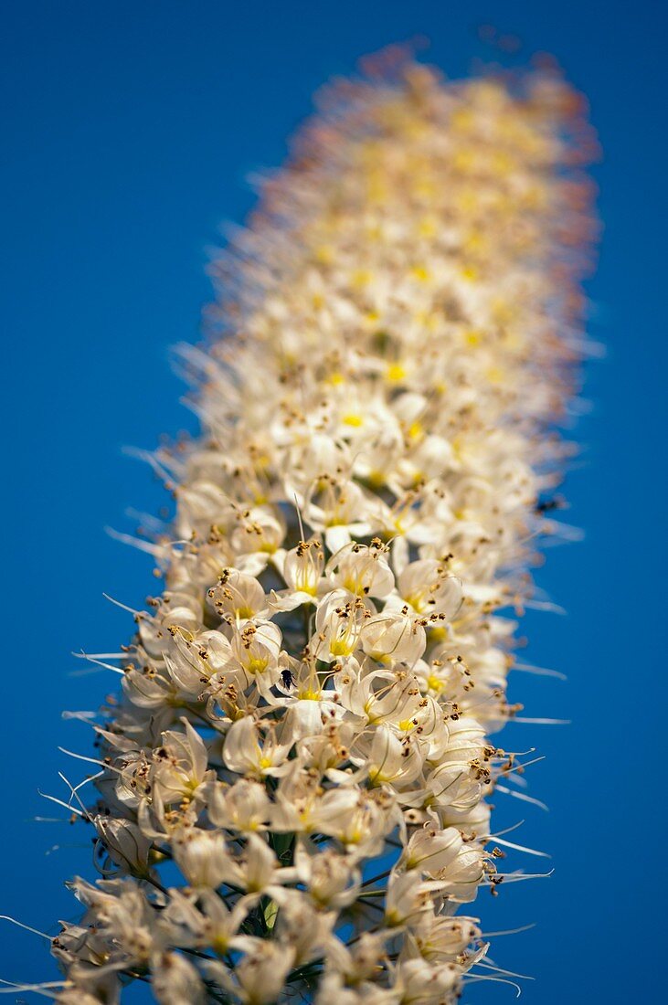 Foxtail Lily (Eremurus 'White Beauty')