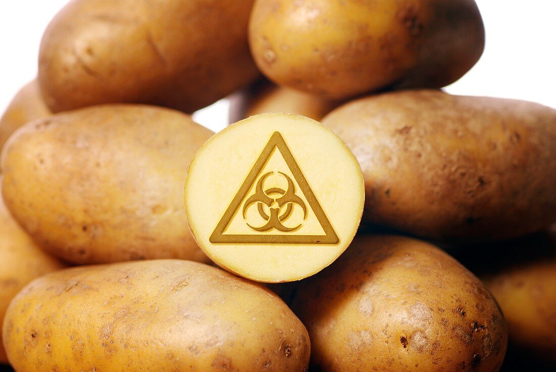 Genetically modified potatoes