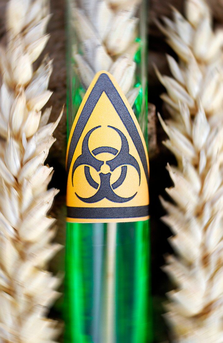 Dangers of genetically engineered crops