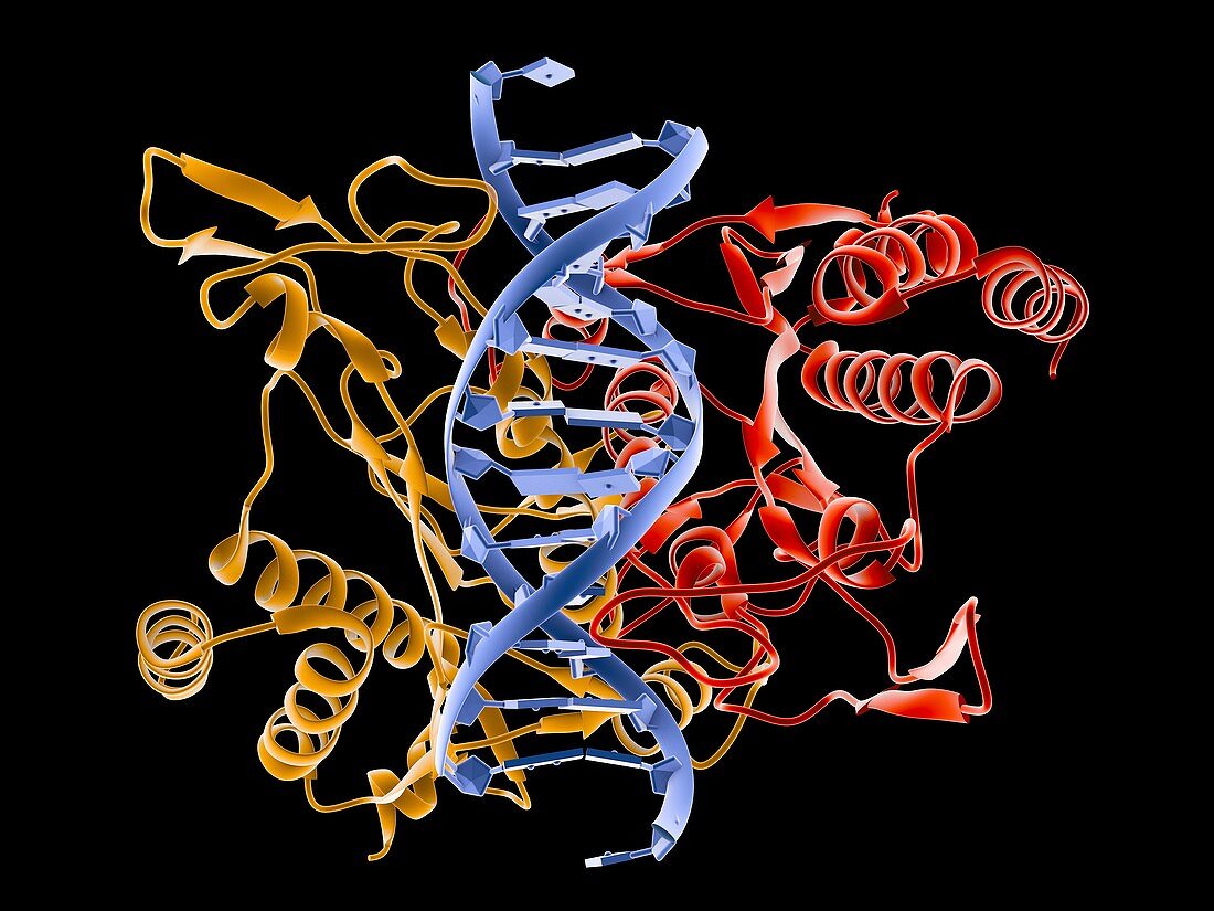 ECO RI DNA complex restriction enzyme