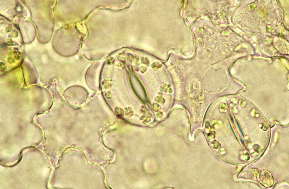 Spiderwort leaf surface,light micrograph