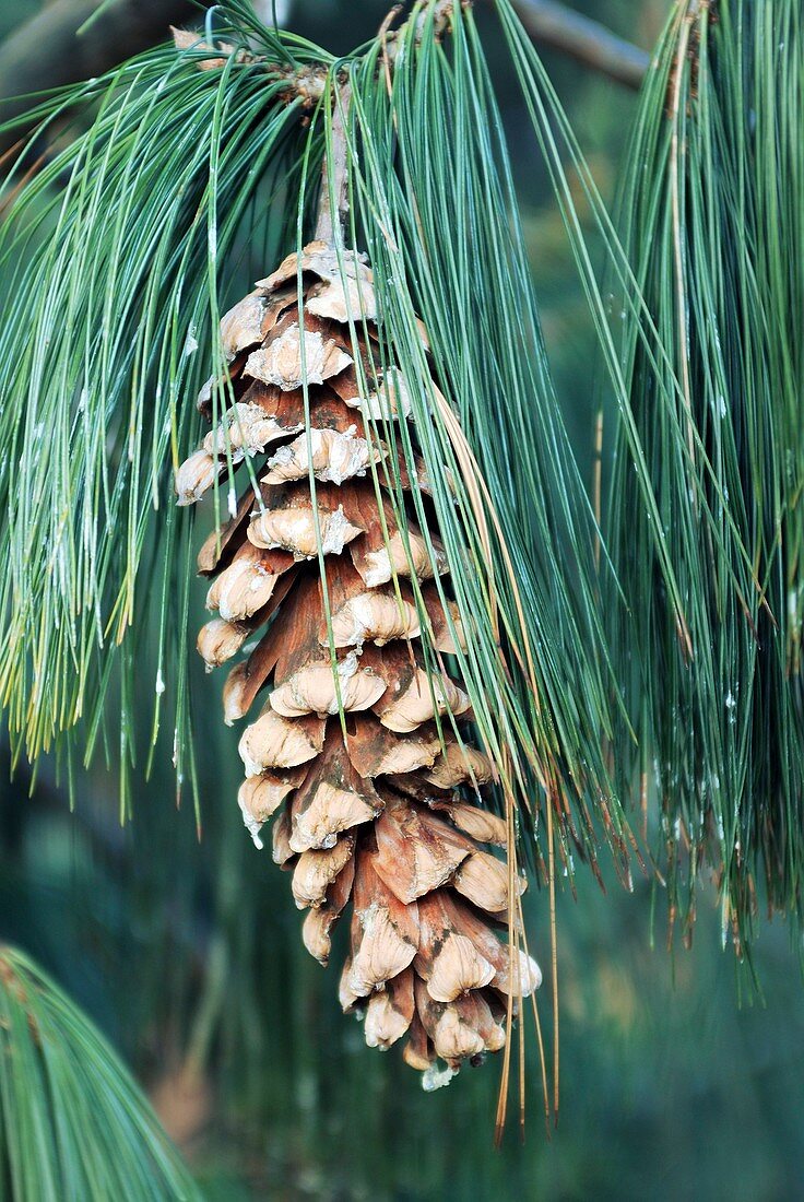 Pine (Pinus wallichiana)