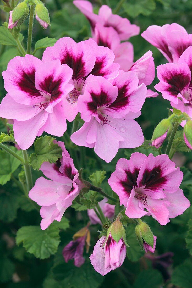 Pelargonium 'Catford Belle'