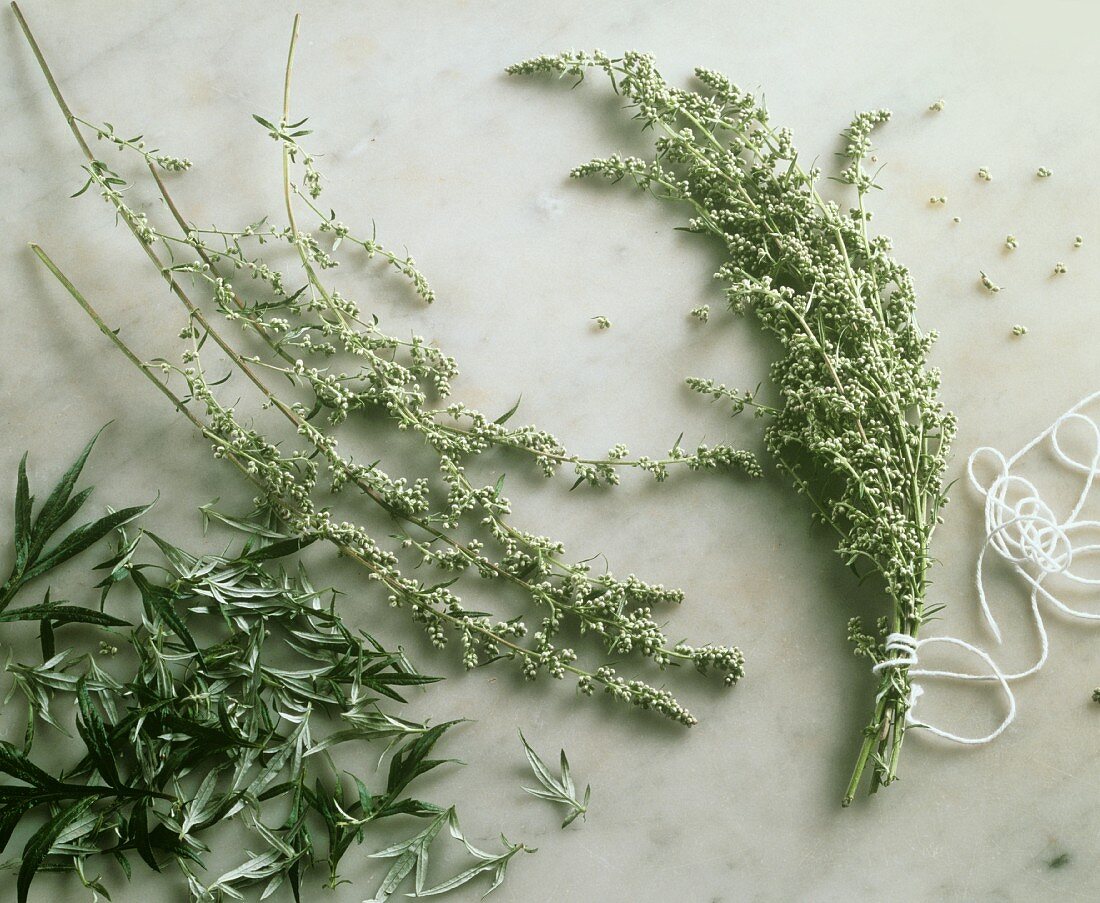 Mugwort and Mugwort Blossoms