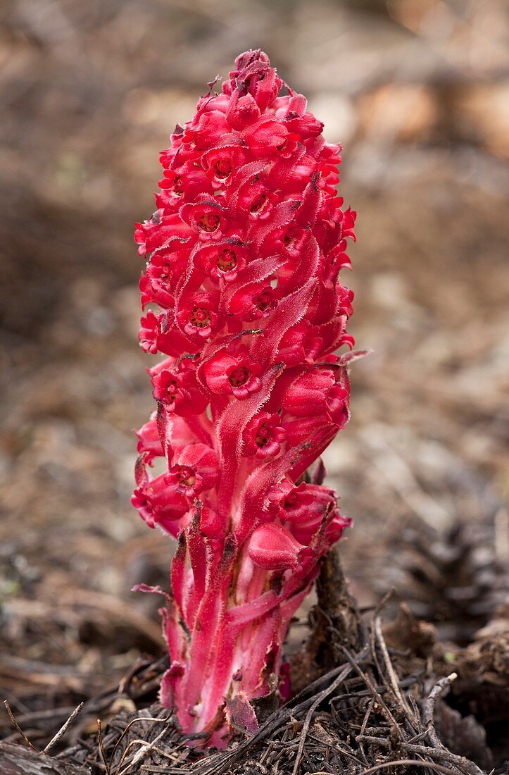 Snow plant (Sarcodes sanguinea)