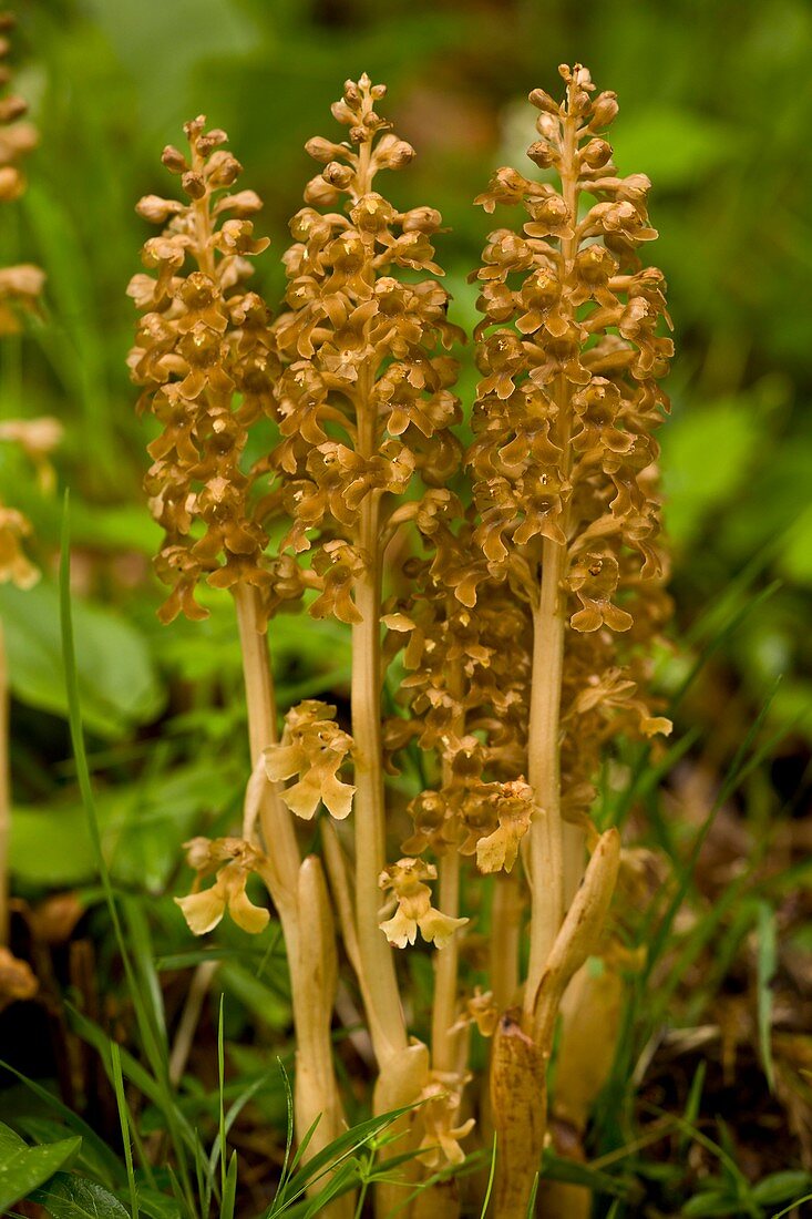 Bird's Nest Orchid (Neottia nidus-avis)