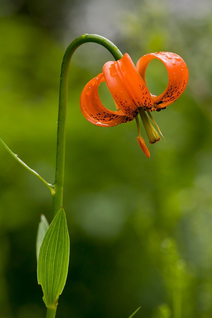 Carnic Lily (Lilium carniolicum)