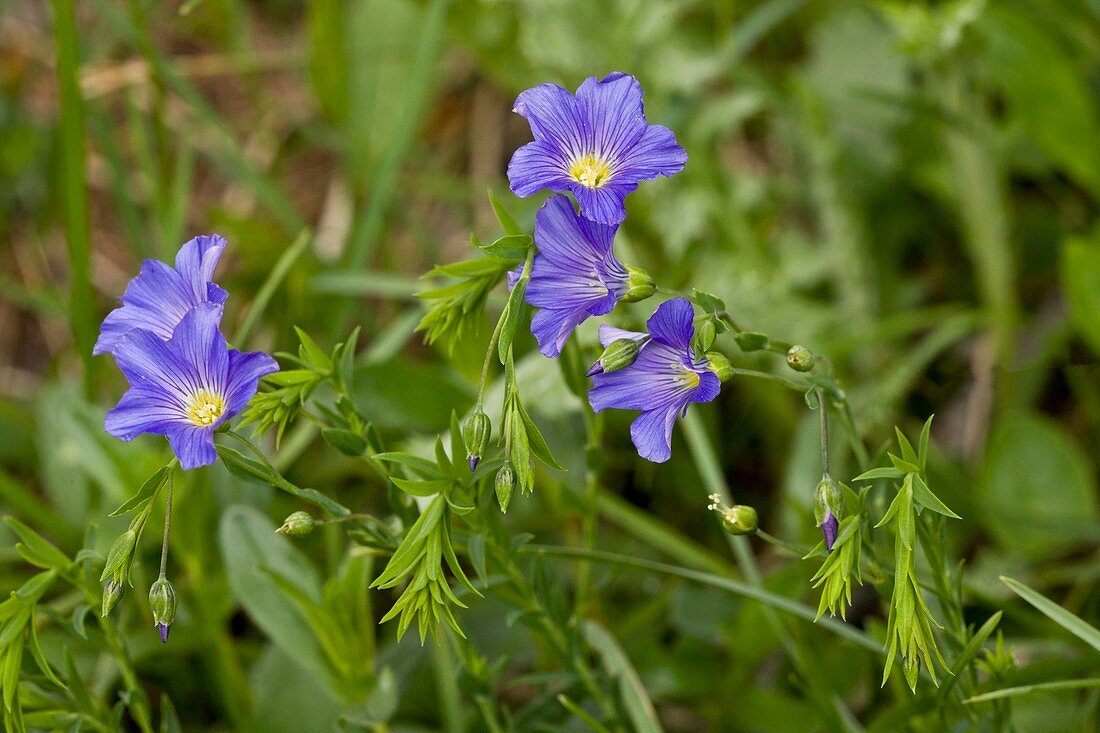 Alpine Flax (Linum alpinum)