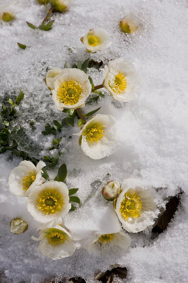 Glacier Crowfoot (Ranunculus glacialis)