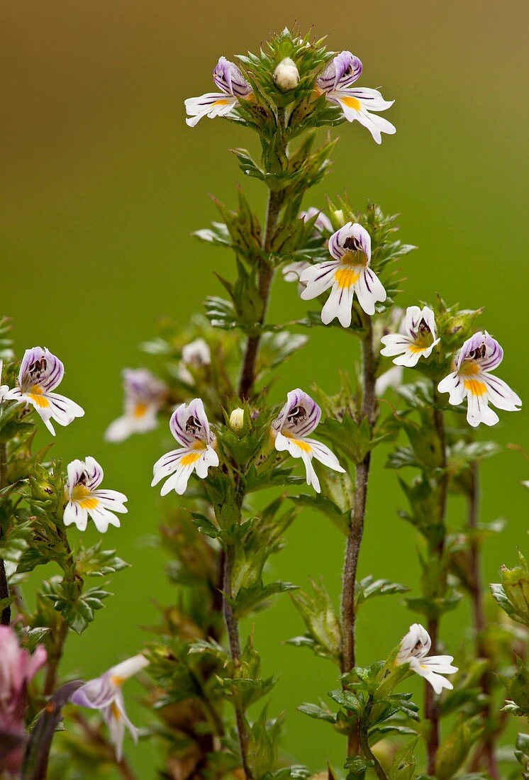 Eyebright (Euphrasia nemorosa)