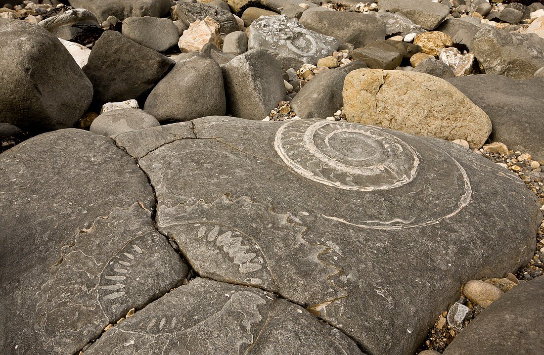 Fossil ammonites,Dorset