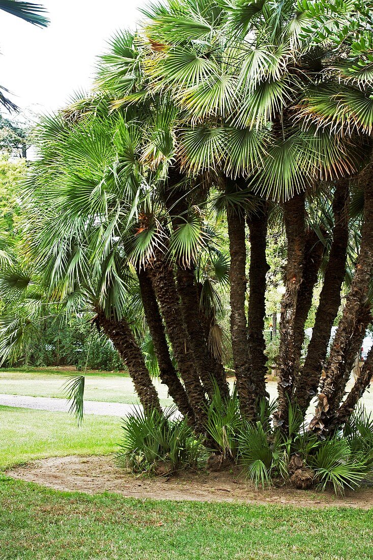 Palm (Chamaerops humilis)