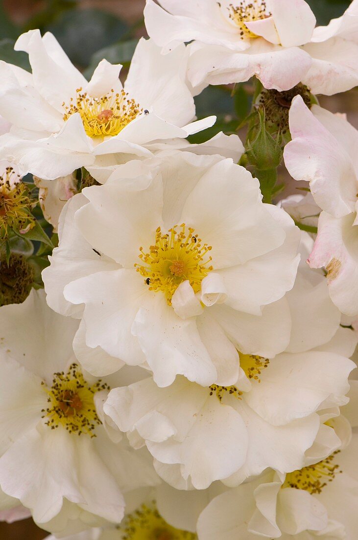 Rose (Rosa 'Mountain Snow')