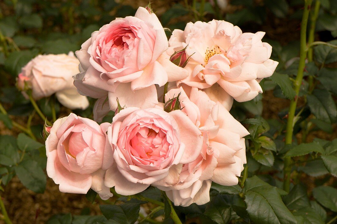 Rose (Rosa 'Scepter'd Isle')