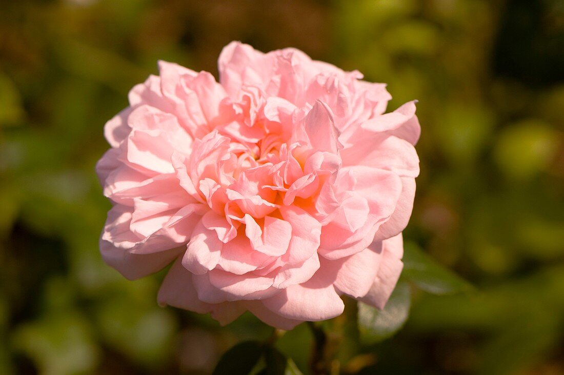 Rose (Rosa 'Eglantyne')