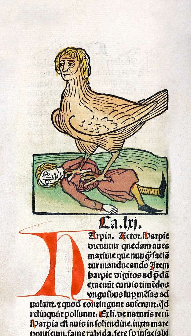 Harpy and prey,15th century