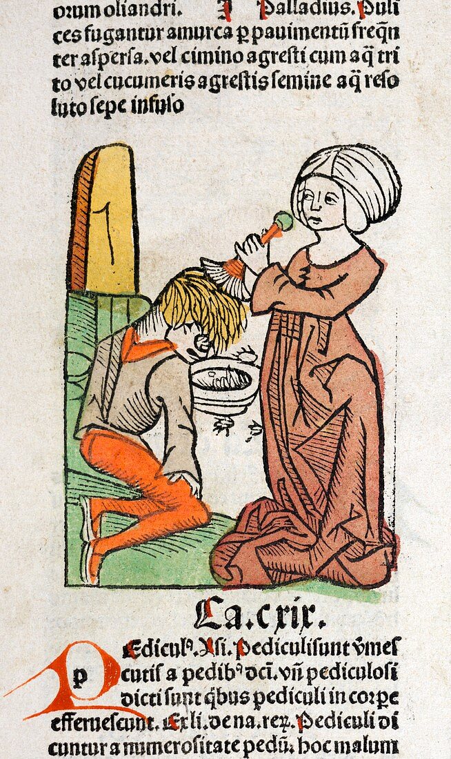 Head lice treatment,15th century